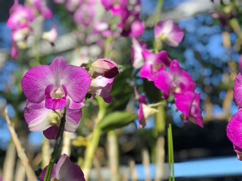 蘭 植物|蘭の花の種類｜洋蘭、東洋蘭の種類を一覧で解説